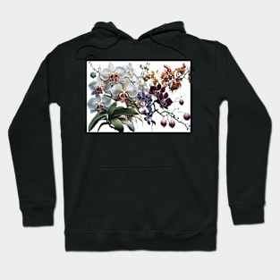 Oriental Orchids Hoodie